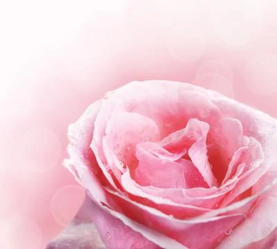 Pink Rose Stock-Fotos