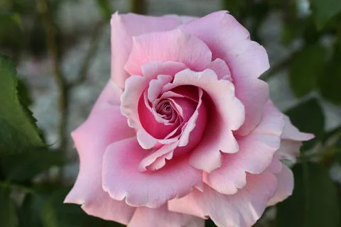 Pink Rose Stock-Fotos
