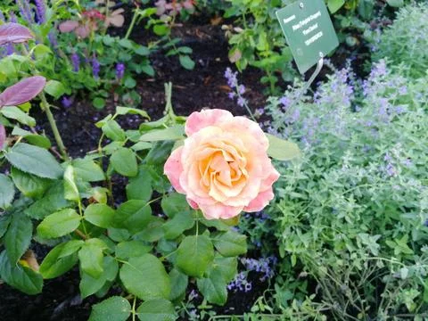 Pink rose 库存照片