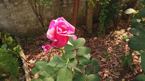 Pink Rose Foto stock