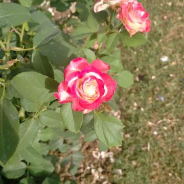 Pink Rose Stock Photos