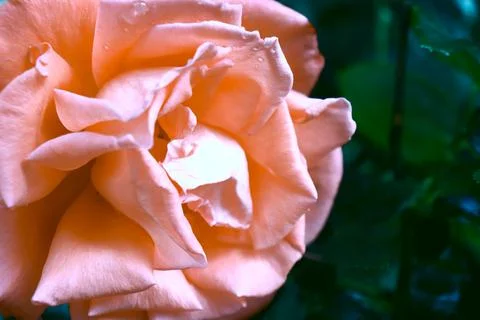Pink Rose 写真素材