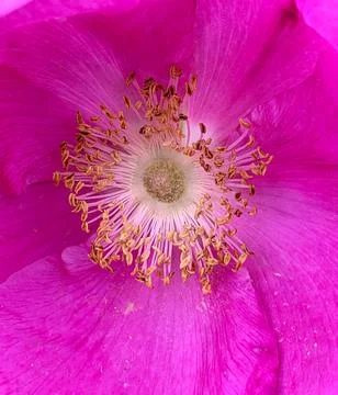 Pink rose Stock Photos