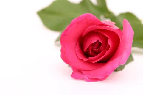 Pink rose Stock Photos