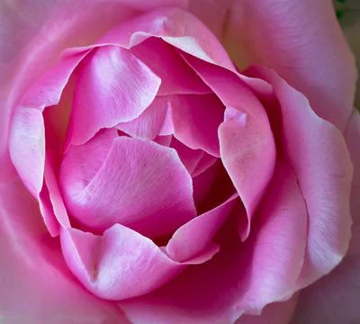 Pink Rose Stock Photos