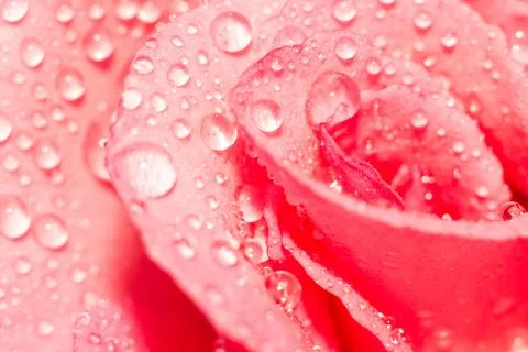 Pink rose Foto stock