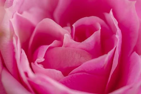 Pink rose Foto stock