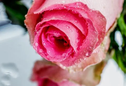 Pink Rose Foto stock