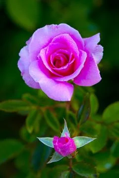 Pink rose Stock Photos