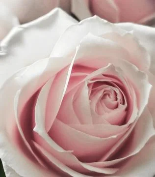 Pink Rose Stock Photos