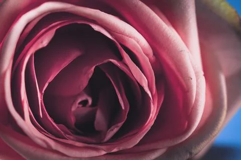 Pink rose Stock Photos