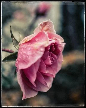 Pink rose Stock Photos