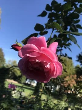 Pink Rose Foto stock