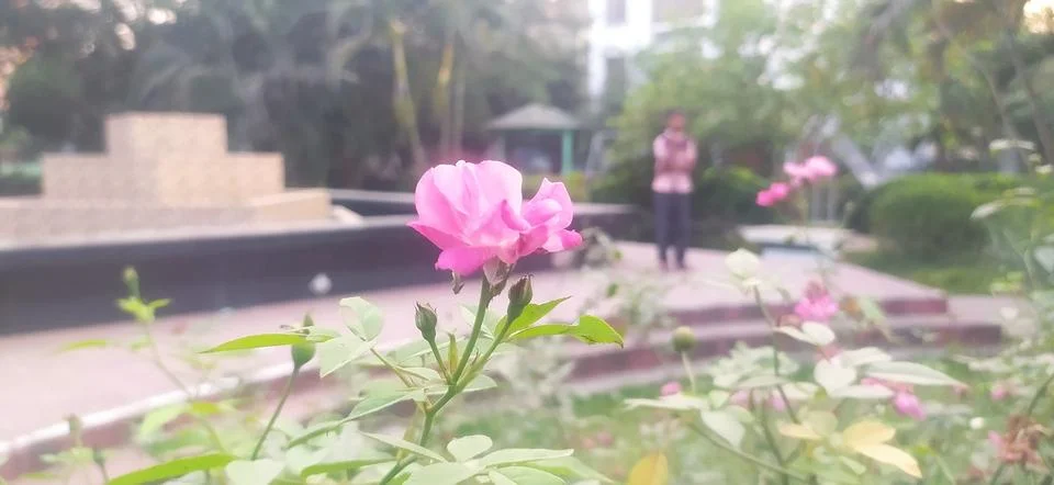 Pink rose Stock Photos