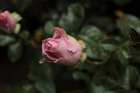 Pink rose Stock Photos