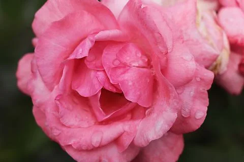 Pink rose Stock Photos