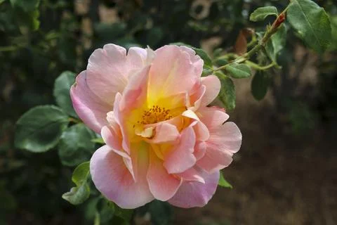 Pink Rose Foto stock