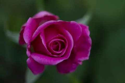 Pink Rose Stock Photos