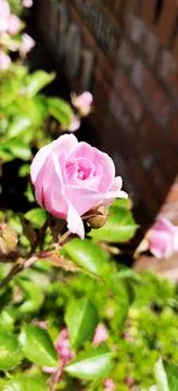A pink rose. Stock Photos