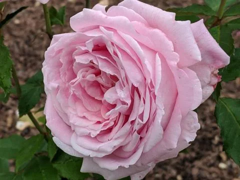 Pink rose 写真素材