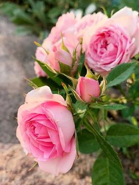 Pink rose Stock Photos