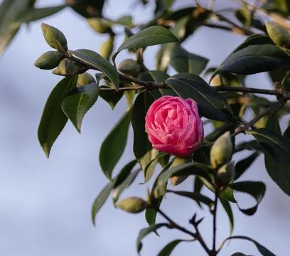 Pink rose Stock Photos