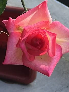 Pink Rose Stock Photos