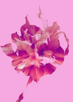 Pink rose Stock Photos