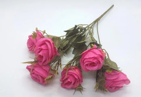 PINK ROSE Stock Photos