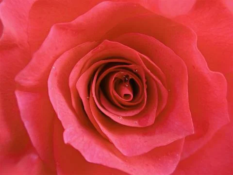 A Pink Rose Stock Photos