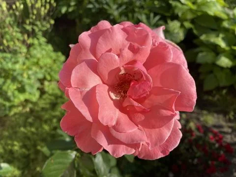 Pink rose Stock Photos