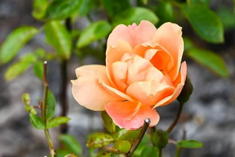 Pink rose Stock Photos