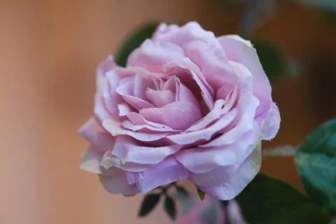 A pink rose Stock Photos