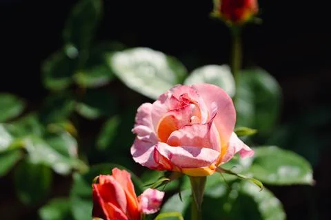 Pink rose Fotos Stock