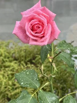Pink rose Stock Photos