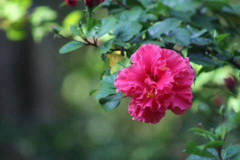 Pink Rose Stock Photos