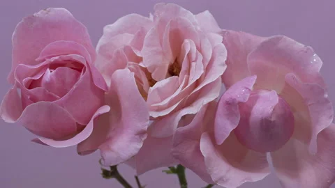 PINK ROSE ON A PINK TIMELAPS BACKGROUND,4k Stock Footage 131099348