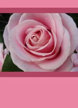 Pink rose postcard Stock Photos