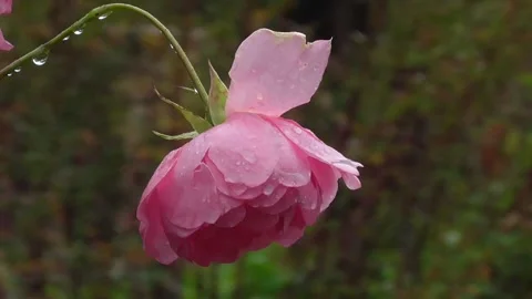 Pink Rose In Rain Stock Footage
