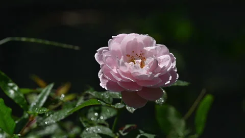 Pink Rose with Raindrops Swaying Gently in the Wind Stock Footage 348121853