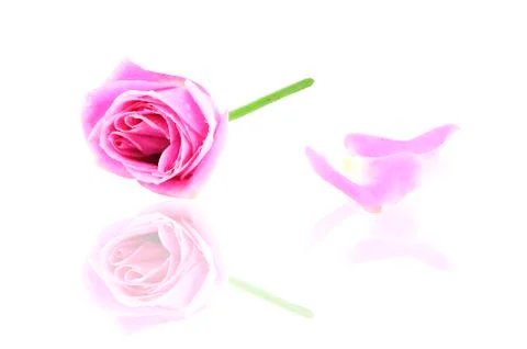 Pink rose reflection isolated on white Stockfoto's