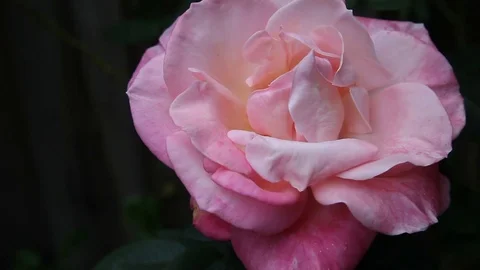 PInk rose with room for text Stock Footage 74902387