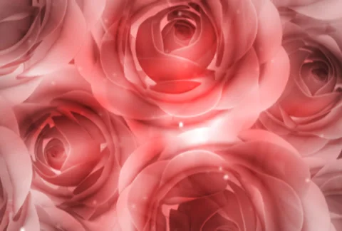 Pink Rose Rotation Stock Footage 35901848