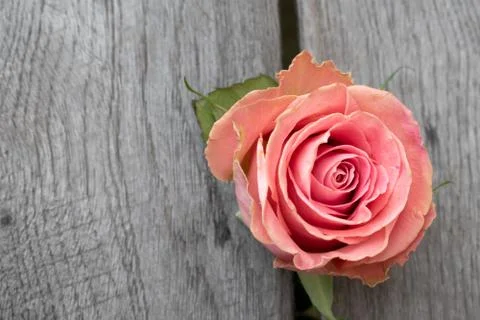 Pink rose in a rustic background. Stock Photos