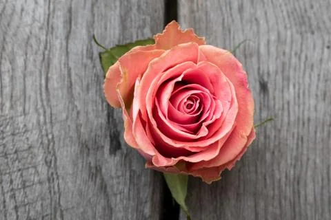 Pink rose in a rustic background. Stock Photos