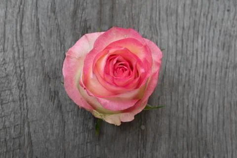 Pink rose in a rustic background. Stock Photos