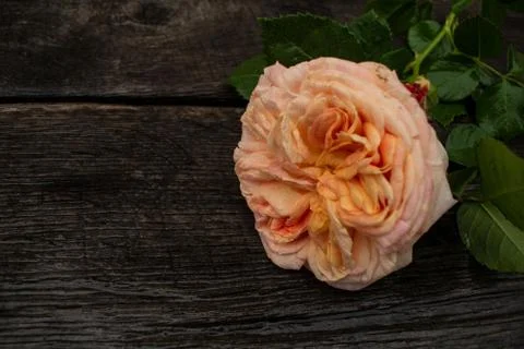 Pink rose in a rustic background. Rose on a gray wooden background Stock Photos