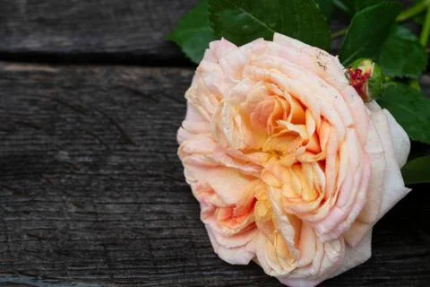 Pink rose in a rustic background. Rose on a gray wooden background Stock Photos