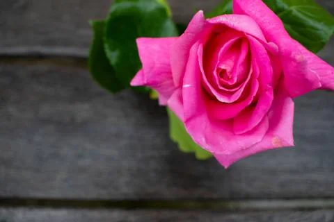 Pink rose in a rustic background. Rose on a gray wooden background Stock Photos