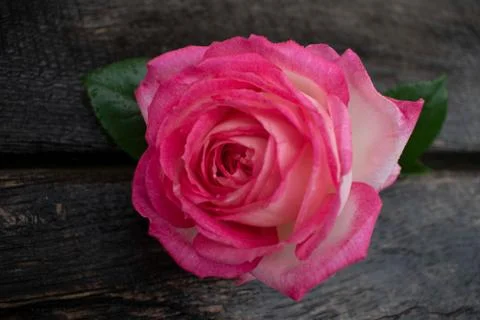 Pink rose in a rustic background. Rose on a gray wooden background Stock Photos